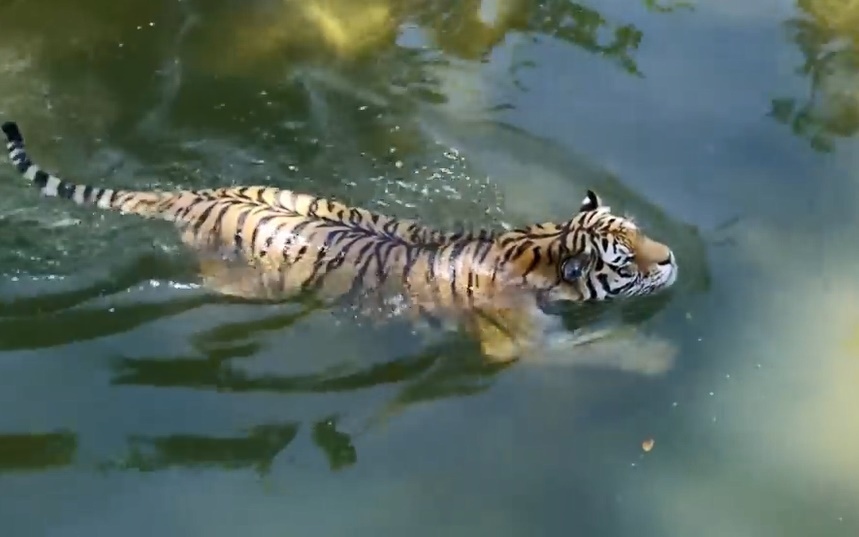 Vẻ đẹp uyển chuyển của giống hổ Amur khi đi trong rừng và bơi dưới hồ